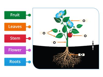  Plant Parts grade 1