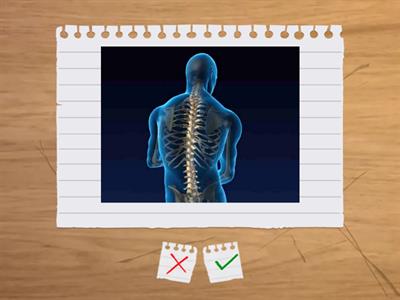 Копие на Човекът и природата 3. клас- Човешкото тяло 