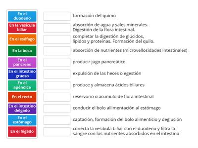 Funciones de los órganos del aparato digestivo