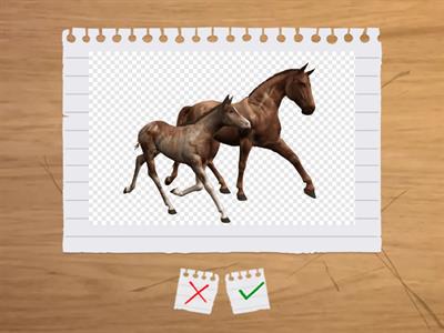 домашние животные и их дети 