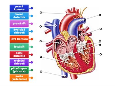 Př-9 OBĚHOVÁ SOUSTAVA (stavba srdce)