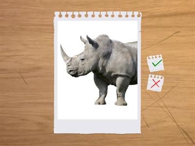 G5_Wild Animals_flashcards