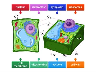 Plant cell - three-dimensional diagram