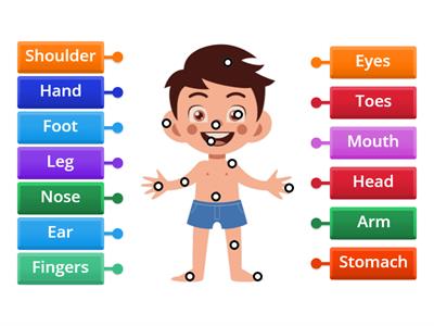 5th Grade - Body Parts