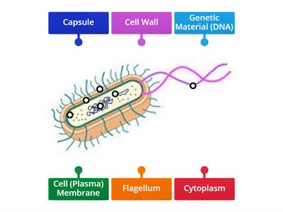  Bacteria (Prokaryotic) Cell