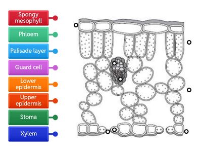 Structures of a leaf
