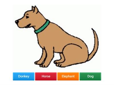 Animals Quiz