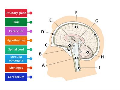 The brain diagram