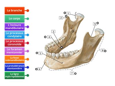 Français médical - La mandibule: vue antéro-latérale supérieure