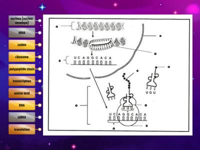 Protein Synthesis - Diagram