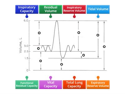 C05. Respira. Sys (5) - Volumes & Capacity