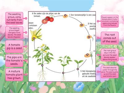 1.2 biology tomaten plant 