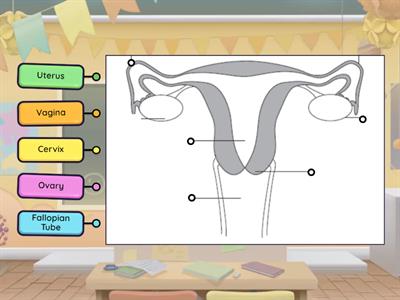 Health: Female Reproductive System