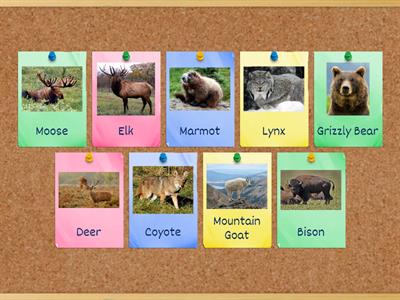 Alberta Rocky Mountain Match