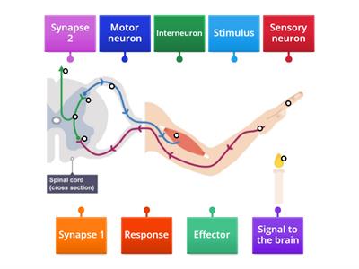Nervous System - Spinal Reflex
