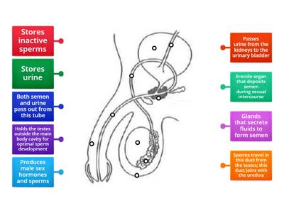 Male human reproductive system II