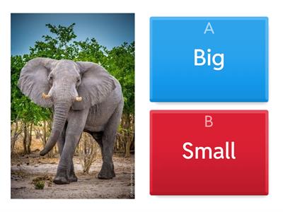  Adjectives - 5 years