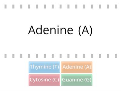 DNA - Match the Base Pairs
