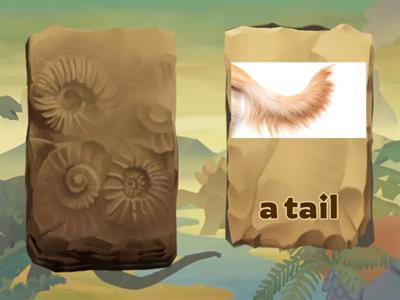 U2_ANIMALS PHYSICAL CHARACTERISTICS