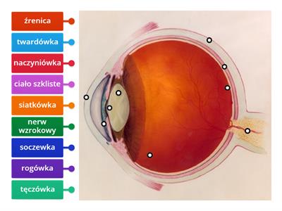 Budowa oka - podstawy 