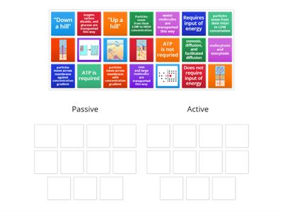 Passive vs Active Transport
