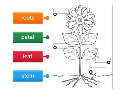 Parts of a flower