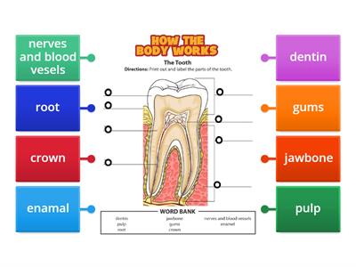 Part of the tooth.