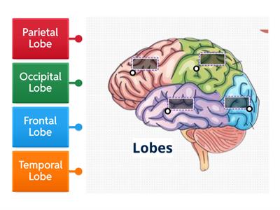 Identify the different lobes of the brain.