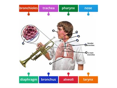 Label the Respiratory System Game