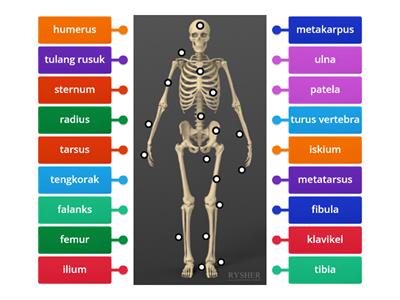 SISTEM RANGKA MANUSIA