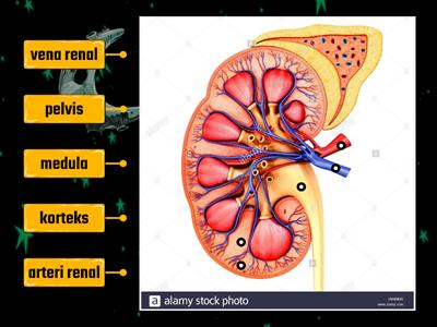 Biologi: Keratan Membujur Ginjal