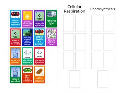 Cellular Respiration and Photosynthesis