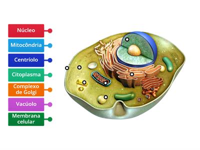 Organelas de Células Animais