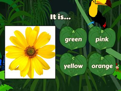 What colour is this flower?