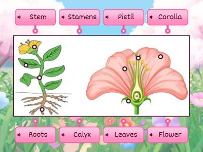 Partes de la planta y de la flor