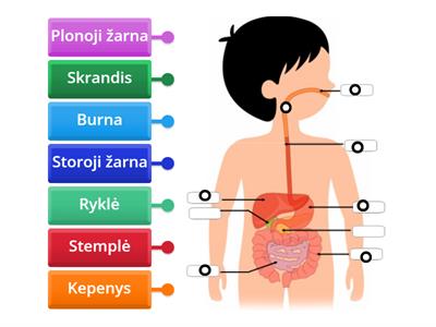 Virškinimo sistema 5 kl.