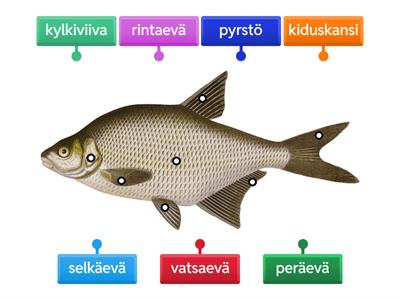 Kalan rakenne строение рыбы CLIL su-ve