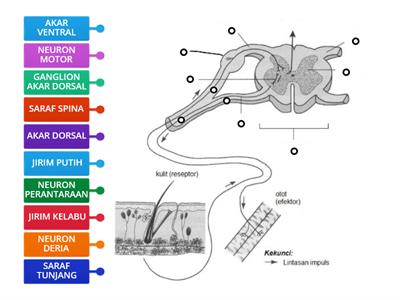 BIOLOGI T4: 12.2: KERATAN RENTAS SARAF TUNJANG