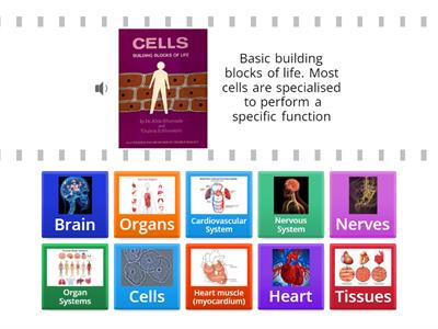 Cells, Tissues, Organs and Organ Systems