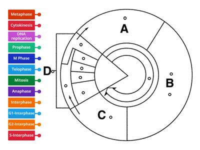 Cell Cycle 