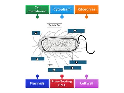 Label the bacterial cell