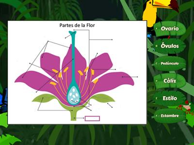 4° Grado Las partes de la Flor