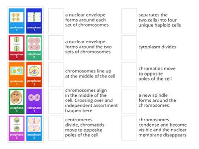 Meiosis Steps