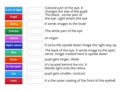 CAX KS4 Biol The Eye words and meanings 