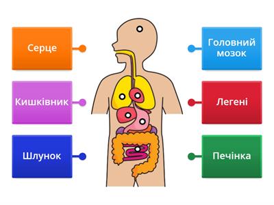 Тіло людини. 3 клас