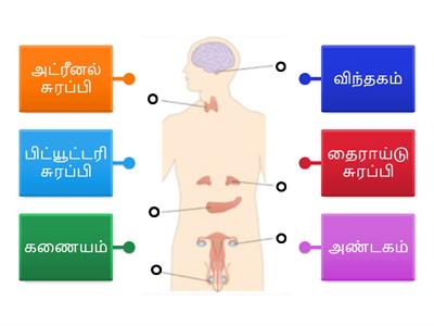 நாளமில்லாச் சுரப்பி மண்டலம்   Duct less Glands