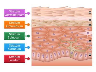  Layers of the Epidermis