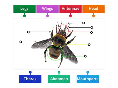 Label an Insect