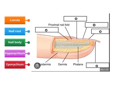 nail root figure 