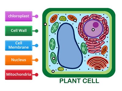 Label the Plant Cell